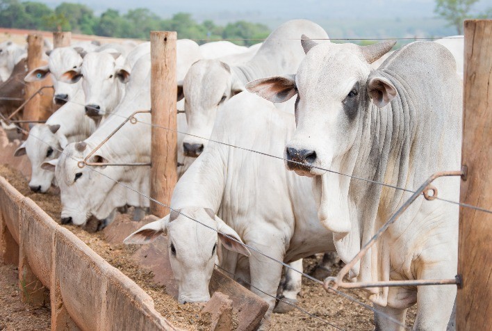 Em Goiás, VBP da Agropecuária deve crescer 11,4% em 2021