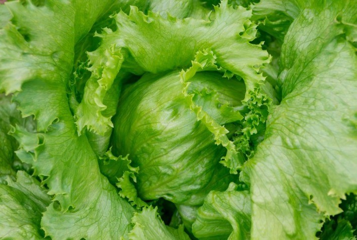 Pesquisadores avaliam alface para sistema orgânico