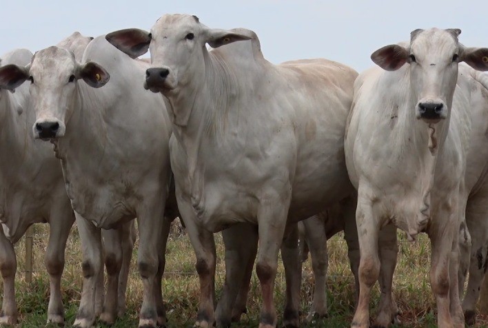 Leilão de Fêmeas Prenhes CV fatura mais de R$ 735 mil