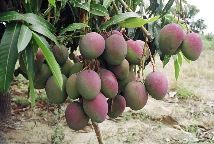 Crescente demanda internacional incentiva o uso de tecnologia no cultivo da manga