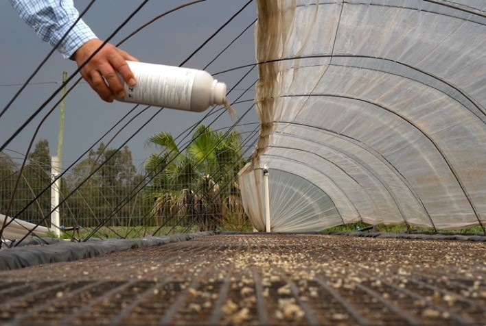 Tabaco na região Sul: Parceria entre Promip e BAT Brasil foca manejo biológico de praga de mudas de tabaco e já atende 4,2 mil produtores
