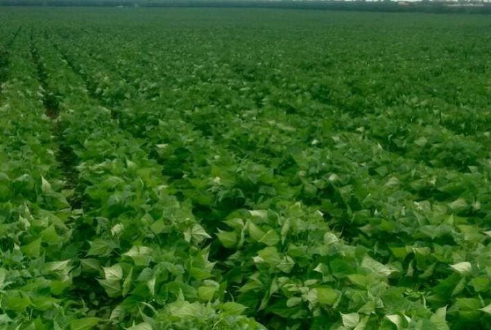 Feijão sofre com seca: Menor produção da década