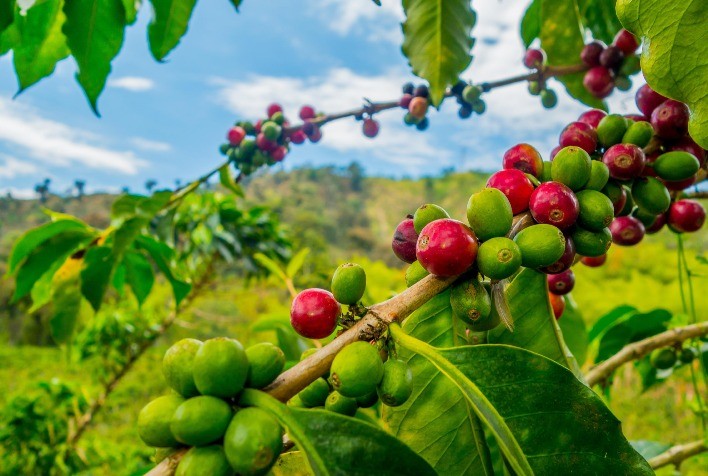 Café: Monitorando condições do tempo no Brasil, Nova York abre com baixas nesta 5ª