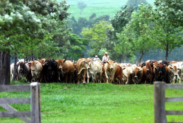 Carrapato bovino é tema de evento virtual do Desenvolve Pecuária