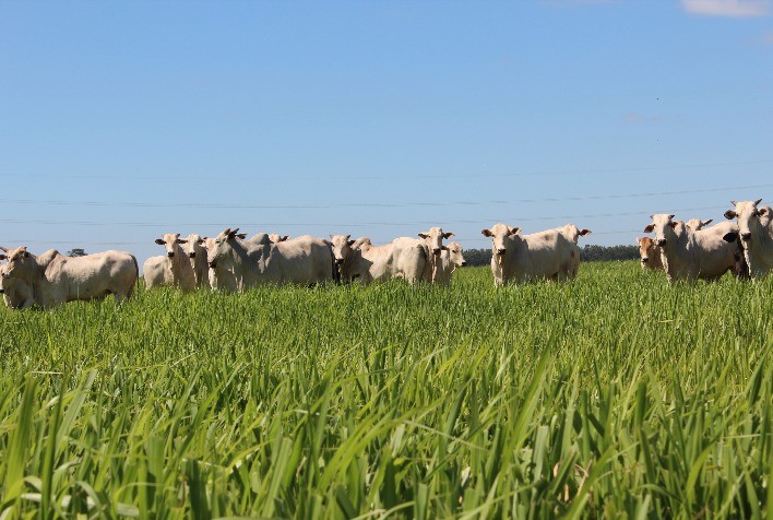 Grupo Matsuda desenvolve semente para pastagem mais eficiente