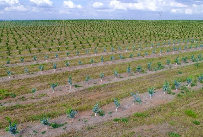 Uso de caulim processado é estratégia sustentável e eficiente para o controle do greening