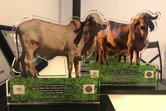 Novilhas com melhor genética para produção de leite são apresentadas na Expoagro