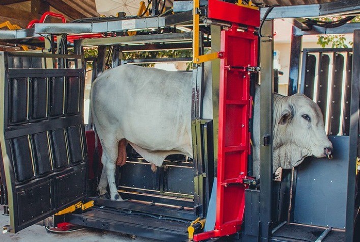 Troncos de contenção evoluem em bem-estar animal, facilidade de manejo e aumento da produtividade na pecuária