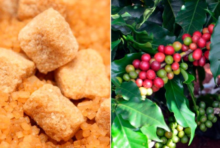 Clima pode cortar produção de café e açúcar pela metade até 2099