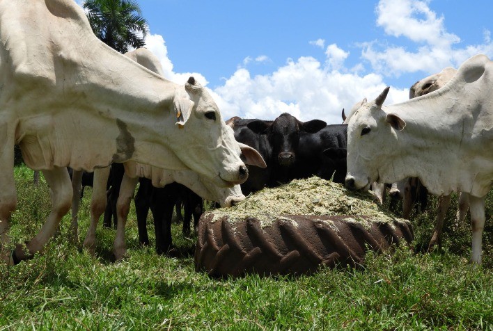 Sorgo forrageiro: Sucesso entre produtores, “Gigante” está em mais de 500 unidades de cooperativas pelo Brasil