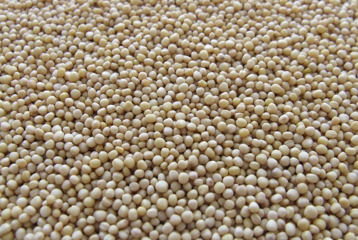 Novo padrão de umidade da soja: como isso afeta o agronegócio?
