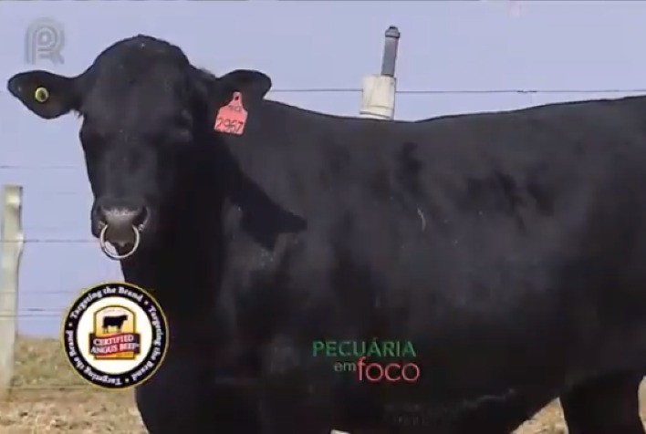 Leilão Primavera Casa Branca fatura R$ 3,9 milhões, cresce 20% e vende animais para Camboja