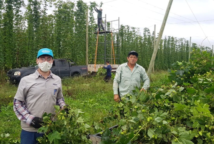 Ambev investe em tecnologia nas lavouras de lúpulo para aumentar produtividade de pequenos agricultores