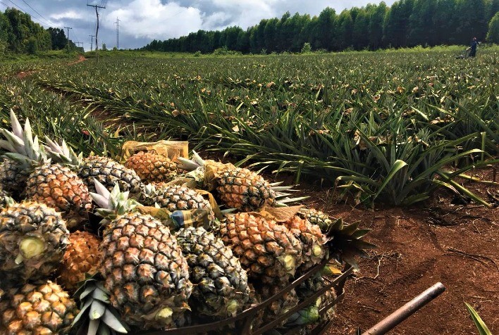 Custos e Covid preocupam indústria de abacaxi na Tailândia