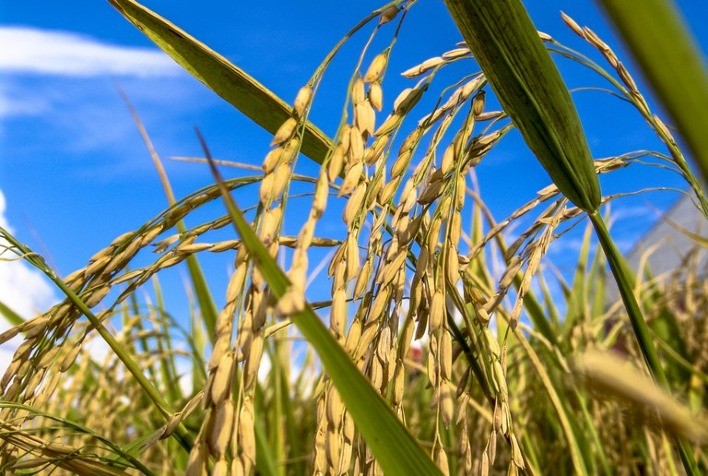 Cultivares de arroz atendem demandas dos sistemas produtivos gaúchos para safra 2021/2022