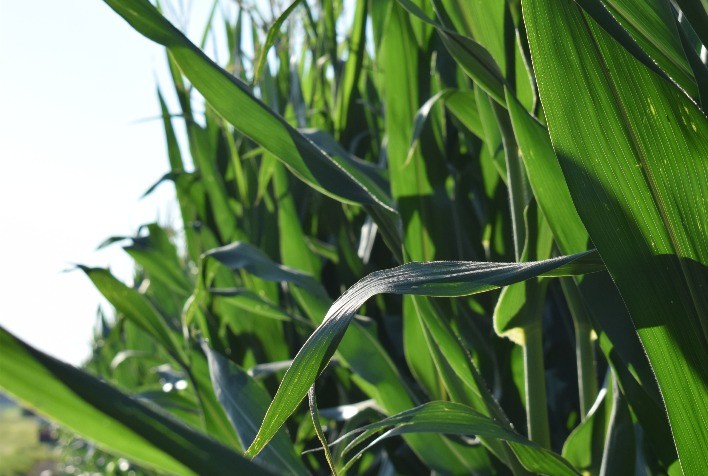 Adubação biológica produzida com tecnologia Microgeo® altera temperatura foliar da planta