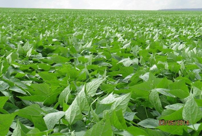IHARA destaca soluções para o melhor manejo das principais pragas do feijoeiro no Congresso Nacional de Pesquisa de Feijão
