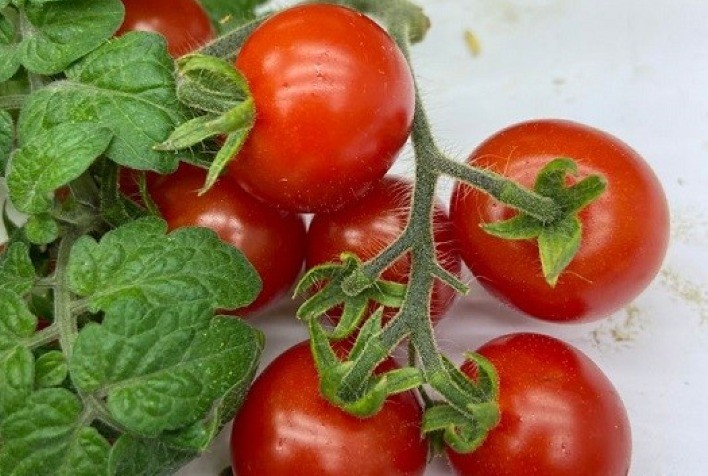 Pesquisa avalia tomateiros mais adaptados ao cultivo em fazenda vertical