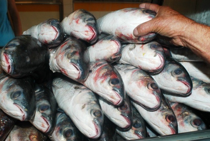 Campanha nacional da Semana do Pescado alcança mais de 70% dos estados brasileiros