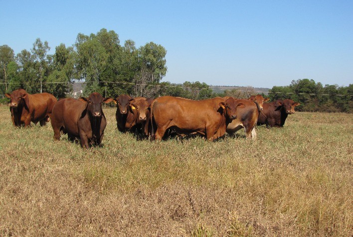 Megaleilão Virtual Montana 2021 vende 83 touros CEIP com média de R$ 16.600,00
