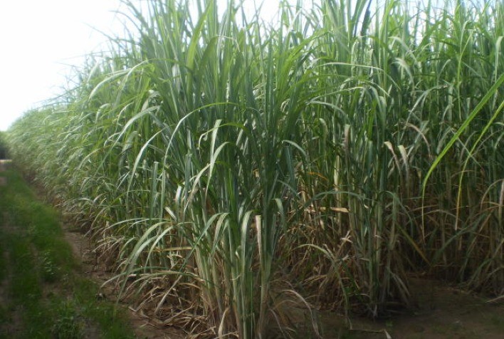 “Preparo do solo e nutrição de plantas” foi tema do 2º Seminário CanaMS 2021