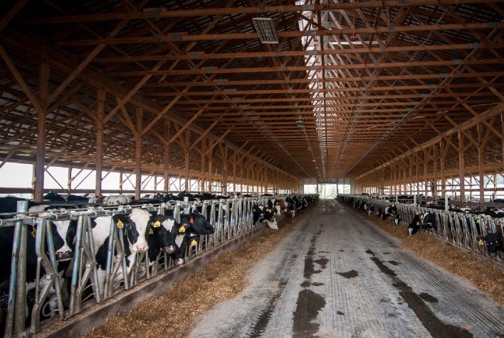 Correta secagem das vacas leiteiras é essencial para boa lactação futura