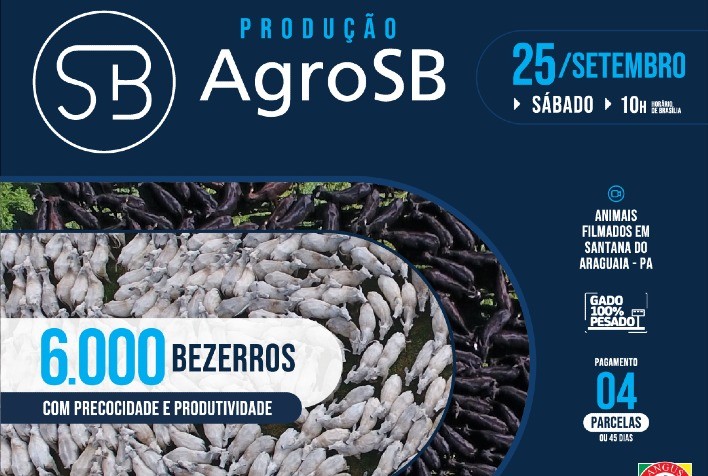 Produção AgroSB estreia com oferta de 4 mil bezerros certificados da raça Angus
