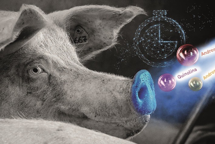 Feromônios sintéticos para detecção do cio ajudam a maximizar rentabilidade da suinocultura