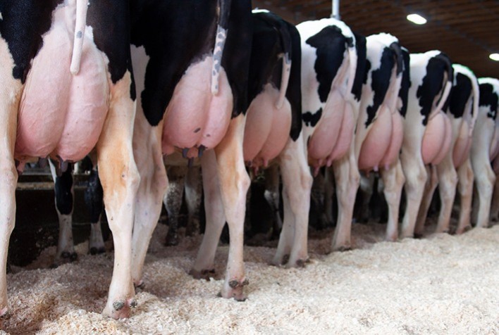 Uso racional de antibióticos, controle da mastite e mais qualidade no leite são alguns dos resultados da parceria entre Frísia e OnFarm