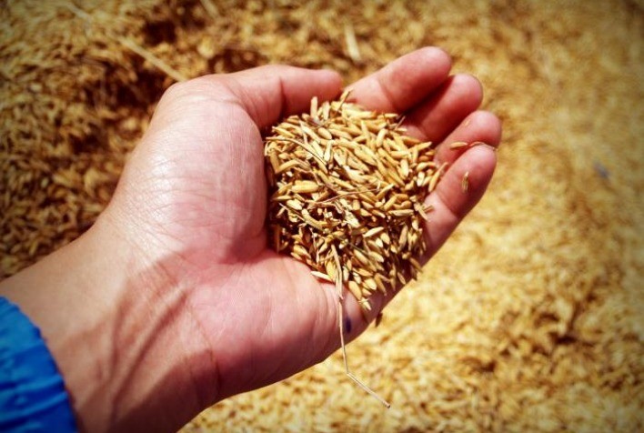 Mercado de arroz tem baixa liquidez e preços em queda moderada