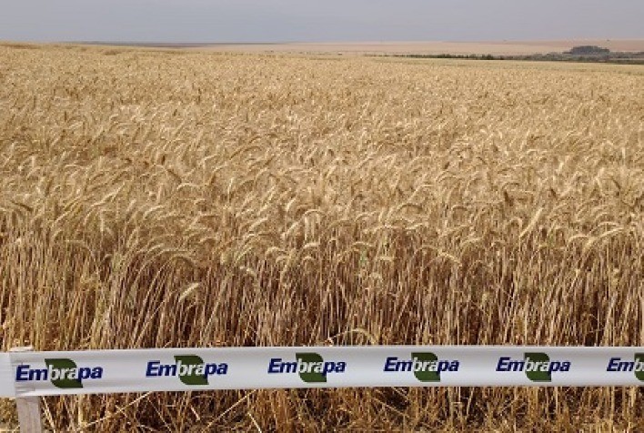 Trigo irrigado no Cerrado bate sucessivo recorde mundial de produtividade com cultivar da Embrapa