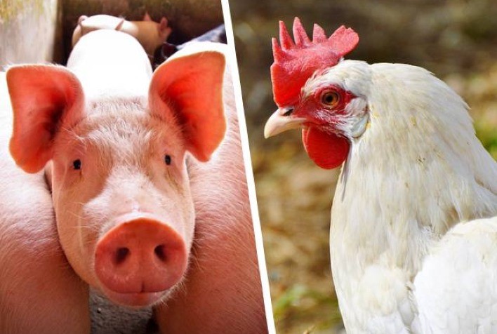 Custos de produção de frangos de corte e de suínos ficam mais caros em agosto