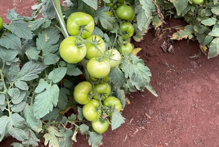 Proteção de cultivos: Risco da traça-do-tomateiro leva Sipcam Nichino a desenvolver tecnologia com mecanismo de ação único no controle da praga