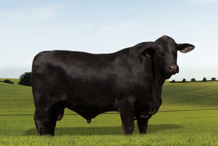 Brangus: em alta, raça mostra adaptabilidade em diferentes biomas e sistemas de produção