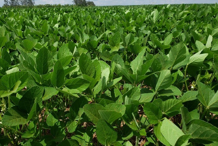 Baculovírus e lagartas: AgBiTech consolida adesão aos baculovírus para manejo de lagartas e atinge 3,5 milhões de hectares tratados no Brasil