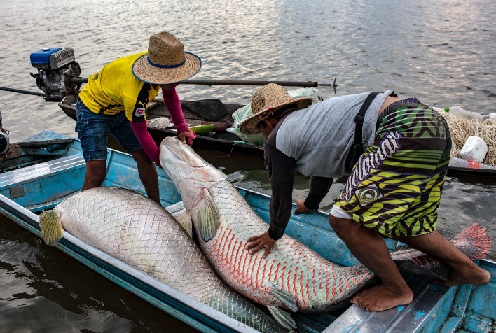Coletivo busca novos mercados para o pirarucu de manejo sustentável do Amazonas