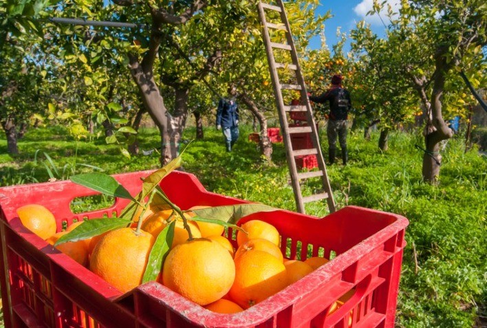 Próxima safra de citros da Espanha deve cair até 8%