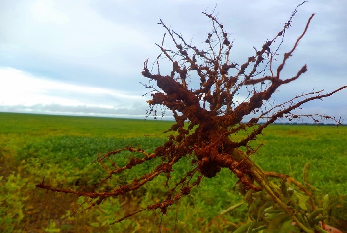 Nematoides causam bilhões em prejuízos