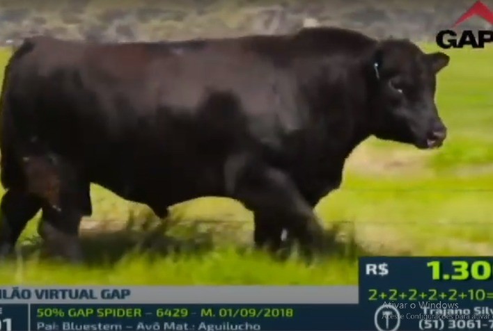 GAP faz R$ 19.460,00 de média para touros Angus