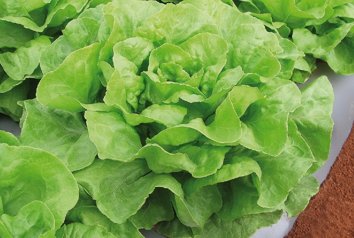 Alface e couve manteiga estão com preços em baixa nesta semana (21/09)