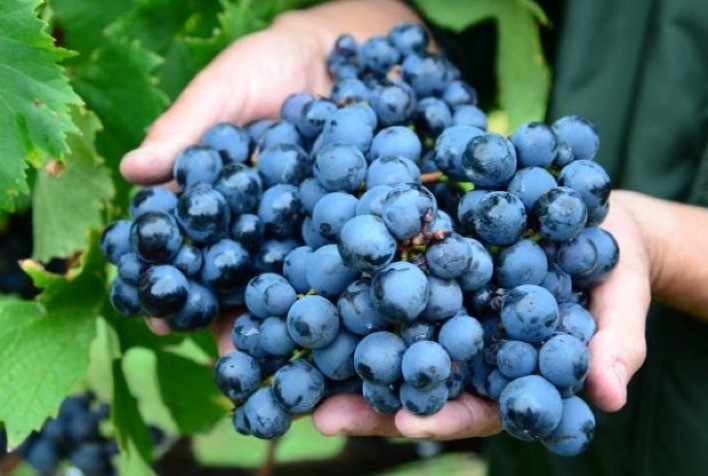 Agricultura investirá R$ 1 milhão para proteger do granizo a fruticultura