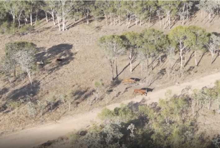 Projeto utiliza inteligência artificial, tecnologia espacial e nuvem para gerir rebanhos de forma mais sustentável