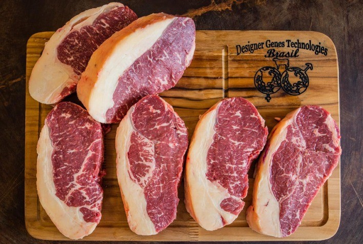 Raça Brangus é utilizada em fêmeas F1 para produção de carne premium