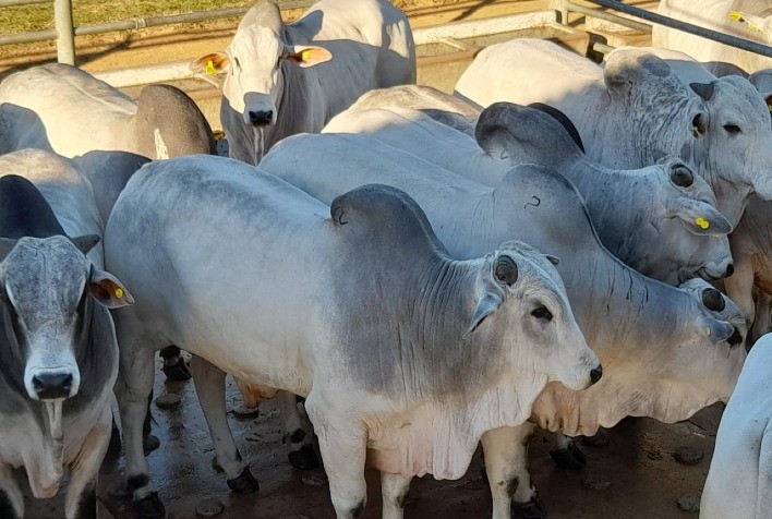 Boi gordo: frigoríficos sem apetite para compras