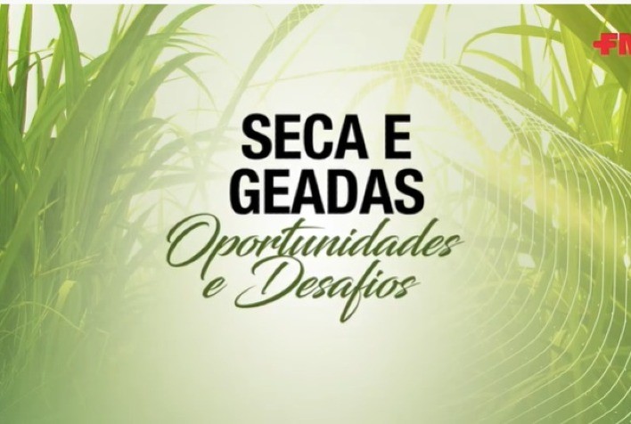 Especialistas dão dicas para produtores de cana que tiveram prejuízos com as geadas e a seca prolongada