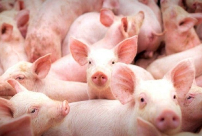 Publicação da Embrapa aponta opções de incremento econômico para a suinocultura