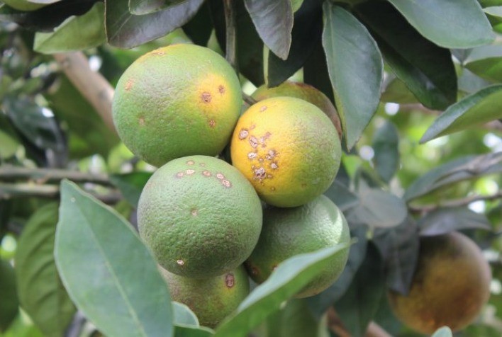 Produto biológico é um aliado do citricultor para proteger os pomares do cancro cítrico
