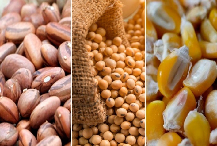 Controle biológico para soja, milho e feijão: multissítio microbiológico combate patógenos e aumenta produtividade de culturas anuais