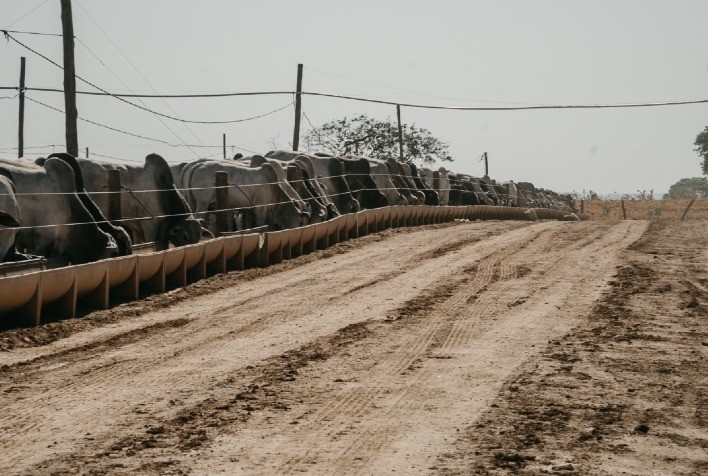 Capacidade produtiva na Bahia no Norte de Minas Gerais mostram diversidade positiva da pecuária, constata Confina Brasil