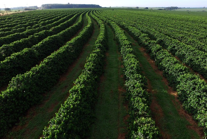 Sistema de piloto automático evita esmagamento de plantas e aumenta eficiência da colheita do café